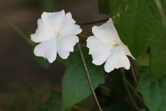 Thunbergia fragrans var. laevis
